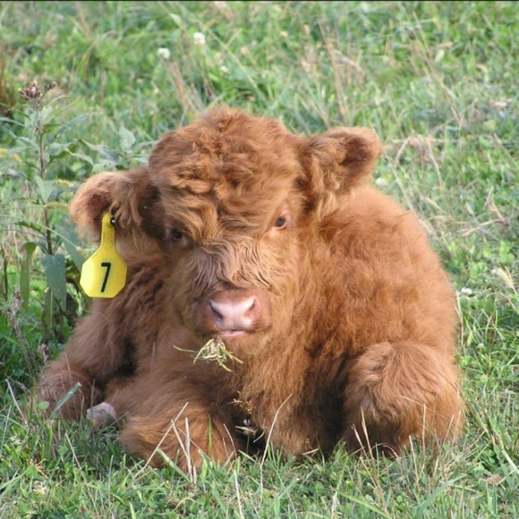 Meet your Posher, Janice - Picture 3 of 4